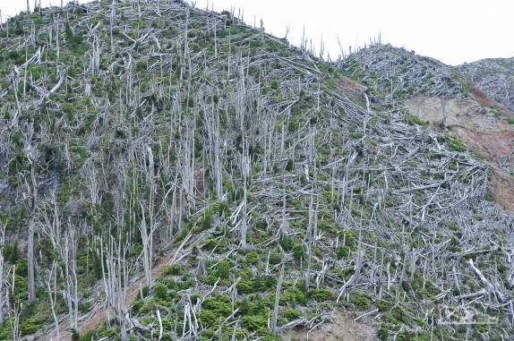 A floresta destruída pela erupção do vulcão Chaitén permanece em pé, como um fantasma, nas encostas da montanha, no sul do Chile